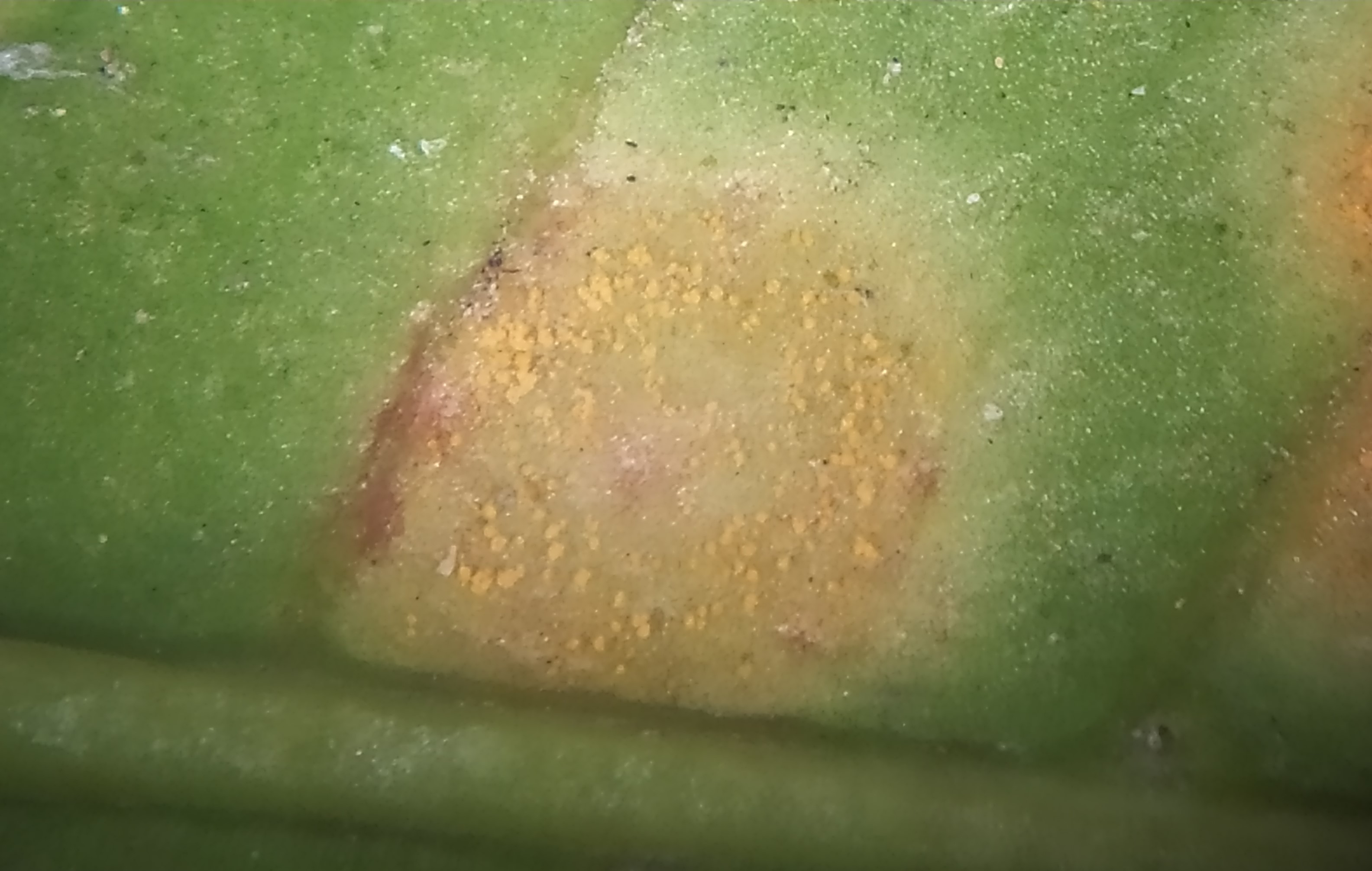 <p><b>Mancha com aspecto pulverulento devido à formação de pústulas de Hemileia vastatrix vista ao microscópio estereoscópico.</b></p><p>Autor: Ricardo José Domingues</p>